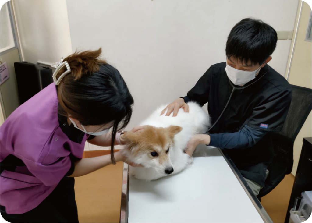 むつみ動物病院の的確な原因究明の診察写真