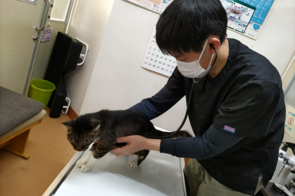 むつみ動物病院の猫の診療の様子